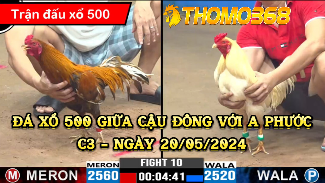 Đá xổ 500 giữa cậu đông và a phước cần thơ