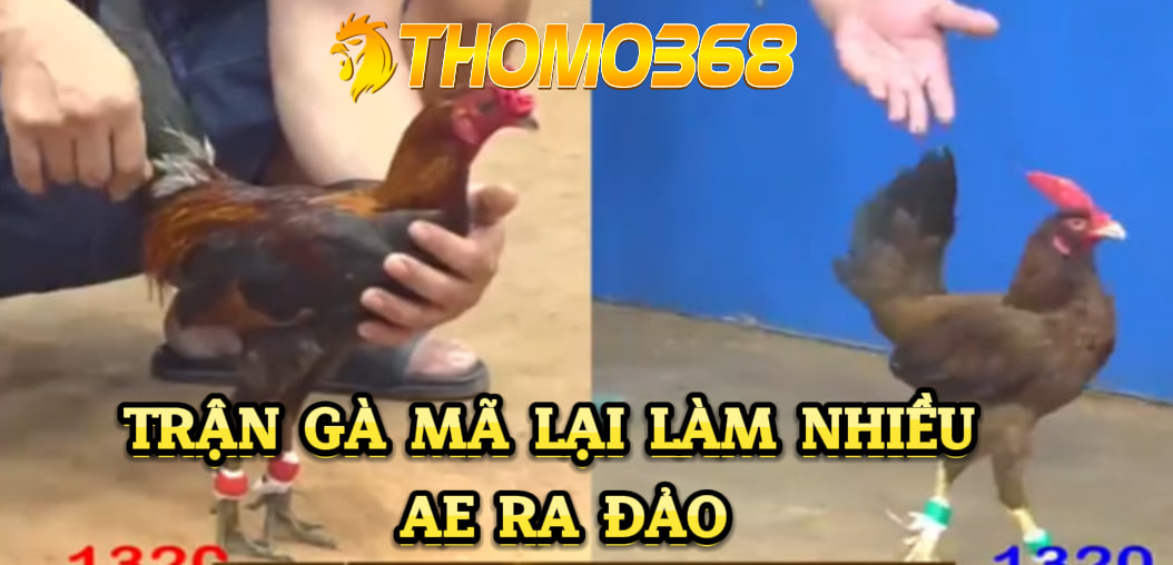 Trận gà mã lại khiến nhiều ae ra đảo