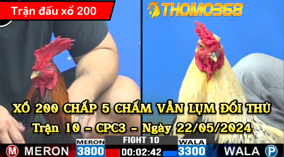 Đá xổ 200 chấp 5 chấm vẫn lụm đối thủ