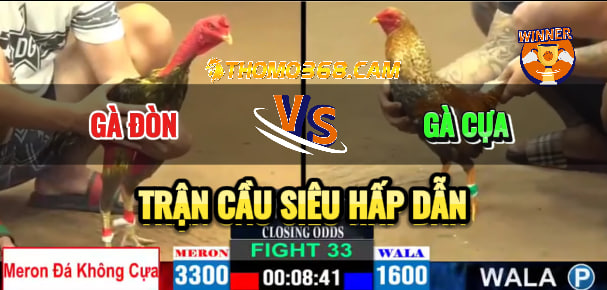 Gà Đòn Với Gà Cựa