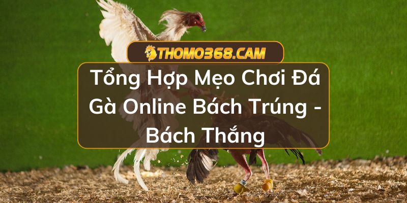 Mẹo Chơi Đá Gà Online