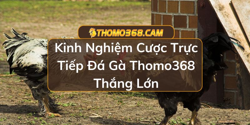 Trực Tiếp Đá Gà